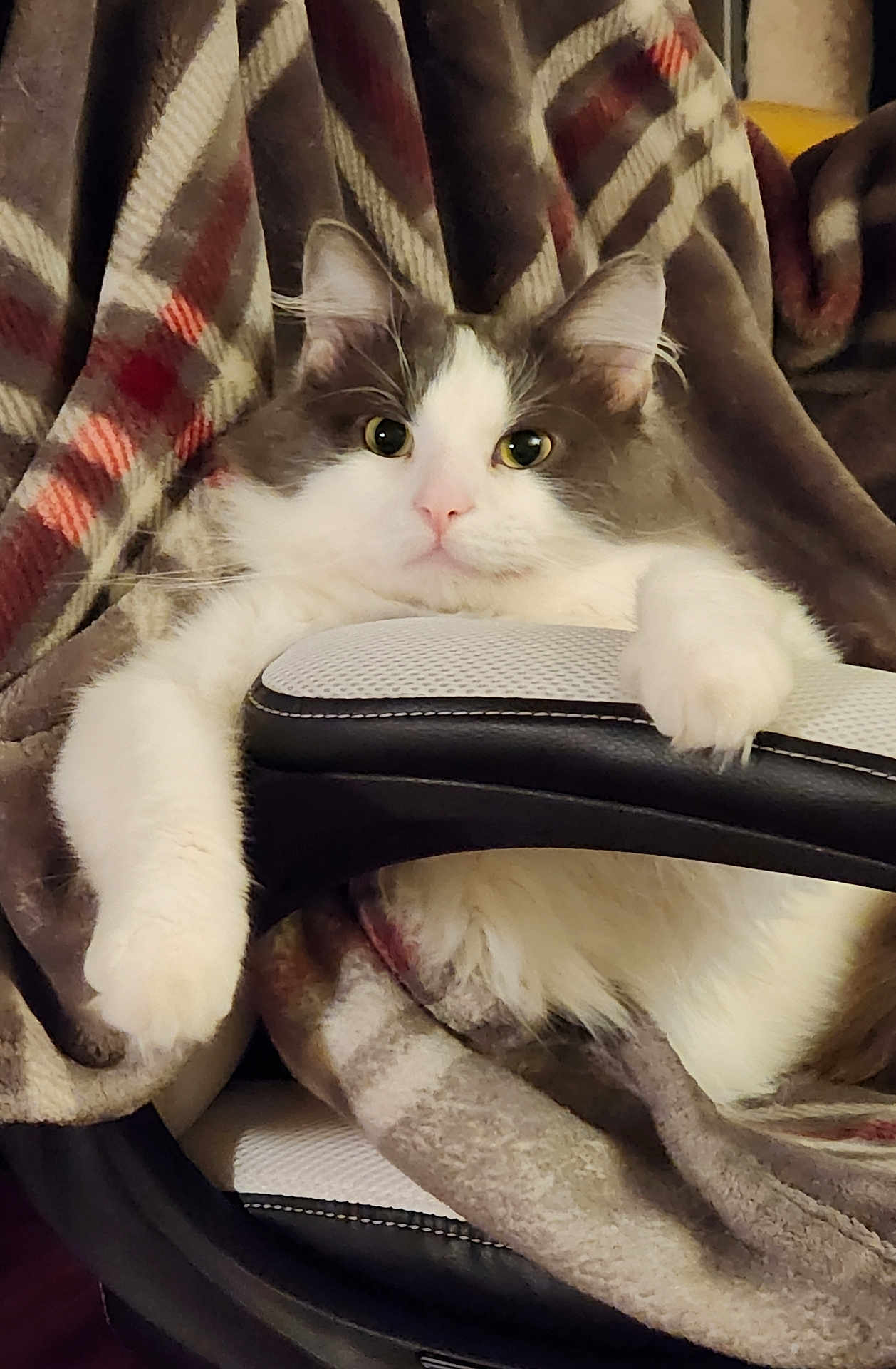 Titty Boy