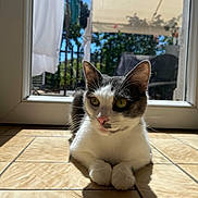 Yüna a rejoint le concours — aidez-le/la à gagner de superbes lots ! cat, animal, pet, indoor, sunlight, shadow, tile_floor, door, glass, window, green_eyes, white_fur, gray_fur, whiskers, relaxed, curious, daylight, feline, paws, closeup