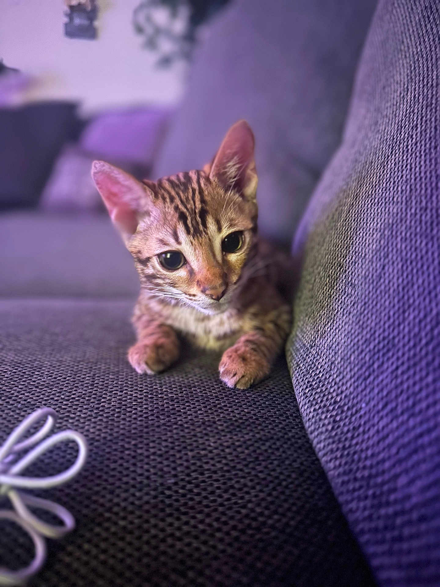 Kay Virgiliano joined the competition — help win amazing prizes! animal, blurred_background, cat, closeup, couch, cozy, curious, cute, feline, home, indoor, kitten, paws, pet, purple, relaxed, resting, tabby, texture, whiskers