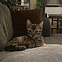 Kay Virgiliano is registered to the contest to win money with this photo: kitten, cat, couch, pillow, indoor, pet, feline, relaxing, cozy, brown, striped, fur, whiskers, ears, plant, cushion, home, living_room, soft, resting