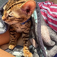 Kay Virgiliano is registered to the contest to win money with this photo: kitten, cat, animal, pet, fur, striped, blanket, cozy, sunlight, paw, ears, person, lap, clothing, striped_shirt, soft_texture, resting, cute, domestic_animal, warm