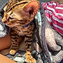 kitten, cat, animal, pet, fur, striped, blanket, cozy, sunlight, paw, ears, person, lap, clothing, striped_shirt, soft_texture, resting, cute, domestic_animal, warm