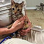 Kay Virgiliano joined the competition — help win amazing prizes! kitten, cat, person, hands, white_shirt, beige_pants, indoor, holding, pet, animal, feline, young_cat, curious, closeup, blurred_background, domestic, cuddle, striped, spotted, ears
