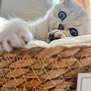Bella a rejoint le concours — aidez-le/la à gagner de superbes lots ! kitten, cat, white_cat, pet, animal, cute, paw, basket, woven_basket, furry, indoor, close_up, relaxed, young_cat, soft_light, curious, whiskers, sleepy, cozy, feline