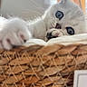 kitten, cat, white_cat, pet, animal, cute, paw, basket, woven_basket, furry, indoor, close_up, relaxed, young_cat, soft_light, curious, whiskers, sleepy, cozy, feline