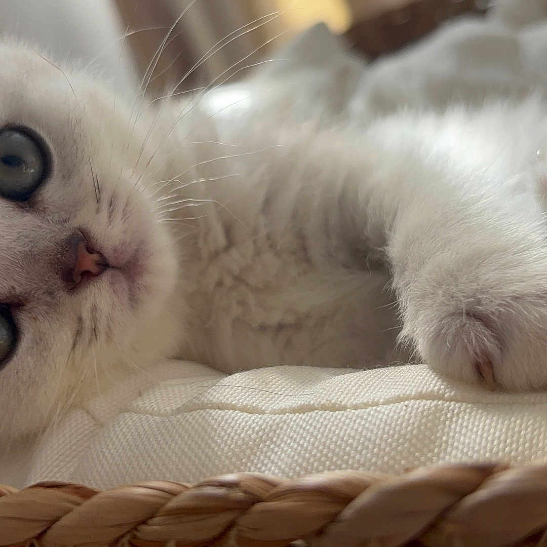 Bella