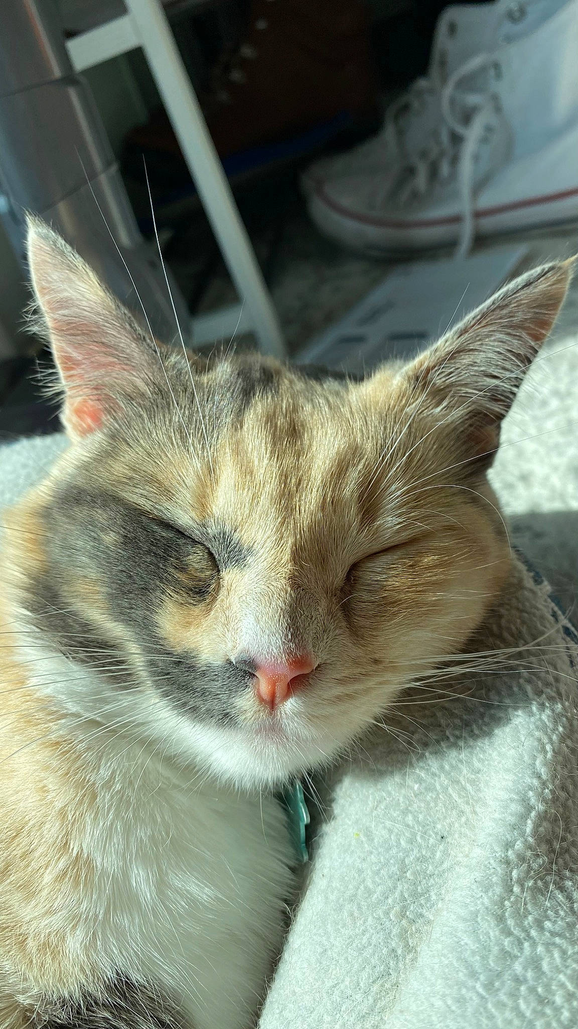 Chimichanga joined the competition — help win amazing prizes! carnivore, cat, cat_supply, claw, domestic_short_haired_cat, felidae, fur, paw, small_to_medium_sized_cats, snout, tail, whiskers, window