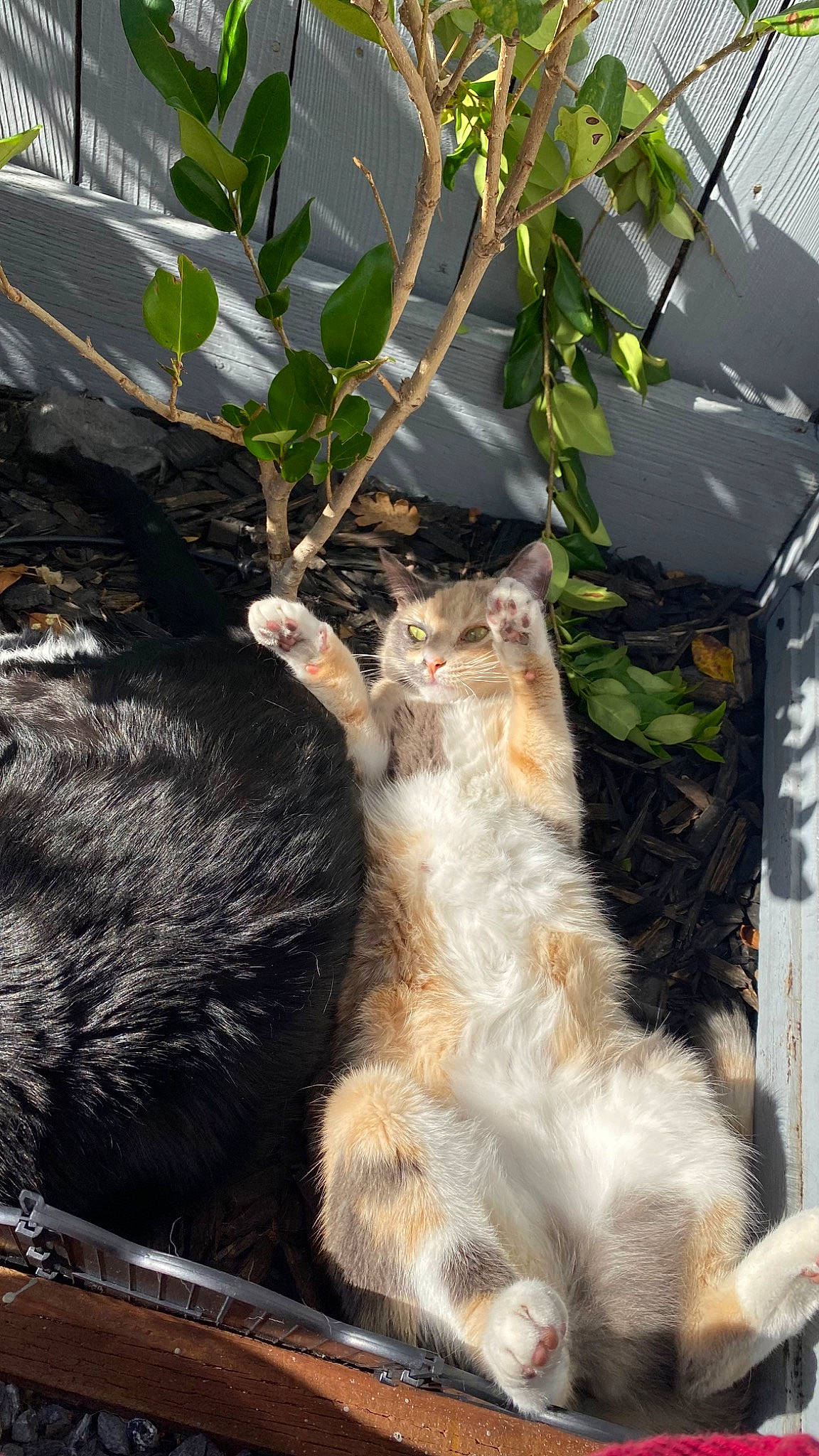 Chimichanga is registered to the contest to win money with this photo: carnivore, cat, claw, domestic_short_haired_cat, fawn, felidae, fur, grass, houseplant, paw, plant, small_to_medium_sized_cats, snout, soil, tail, terrestrial_animal, tree, trunk, whiskers, window