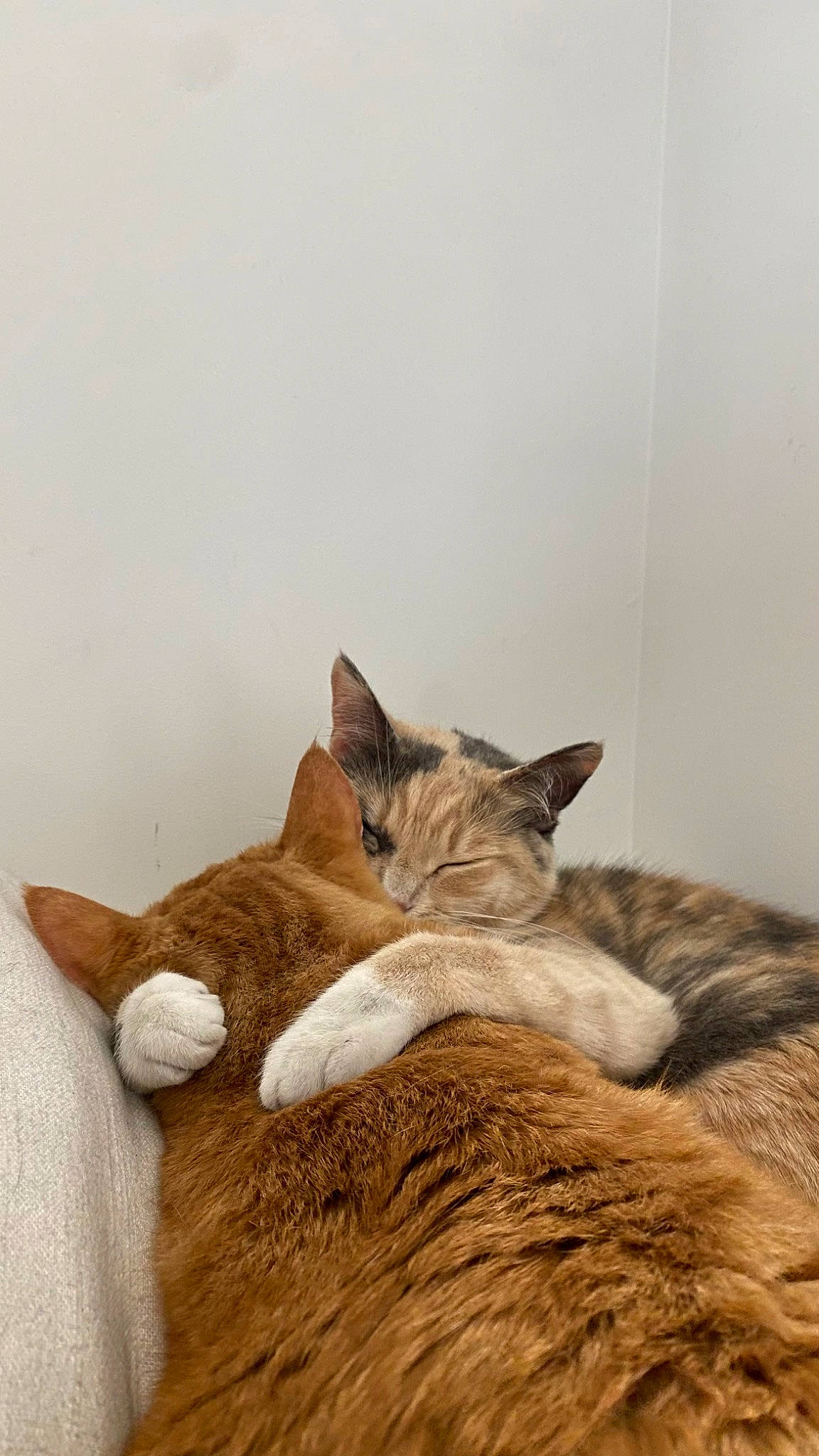 Chimichanga joined the competition — help win amazing prizes! carnivore, cat, cat_bed, cat_supply, claw, comfort, domestic_short_haired_cat, fawn, felidae, fur, grey, linens, nap, paw, small_to_medium_sized_cats, snout, tail, whiskers, window, wood