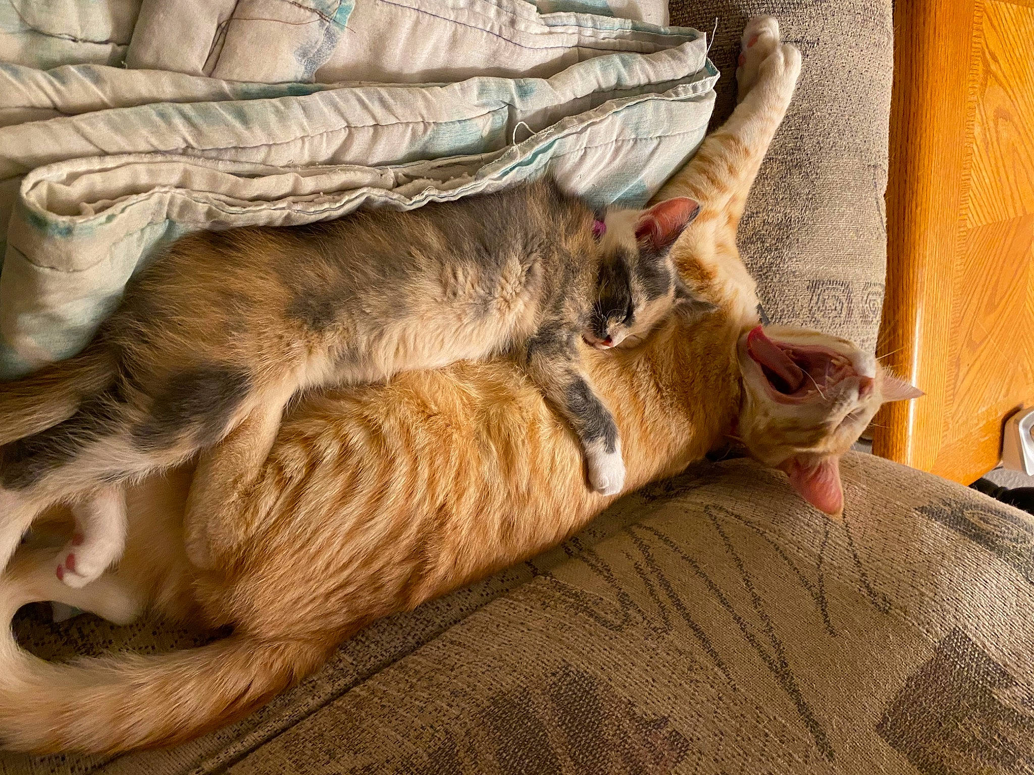 Chimichanga is registered to the contest to win money with this photo: canidae, carnivore, cat, comfort, couch, domestic_short_haired_cat, fawn, felidae, foot, fur, human_leg, linens, paw, small_to_medium_sized_cats, snout, sporting_group, tail, tree, whiskers, wood