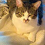 Broseph is registered to the contest to win money with this photo: cat, feline, pet, animal, tabby, white_fur, striped, ears, whiskers, paws, blanket, cozy, indoor, resting, fur, closeup, cute, mammal, sleepy, comfort