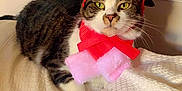 Broseph is registered to the contest to win money with this photo: cat, tabby, reindeer_antlers, red_scarf, white_blanket, indoor, pet, holiday_costume, cozy, feline, resting, cute, domestic_cat, animal, whiskers, ears, green_eyes, fur, christmas, decorative