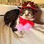 cat, tabby, reindeer_antlers, red_scarf, white_blanket, indoor, pet, holiday_costume, cozy, feline, resting, cute, domestic_cat, animal, whiskers, ears, green_eyes, fur, christmas, decorative