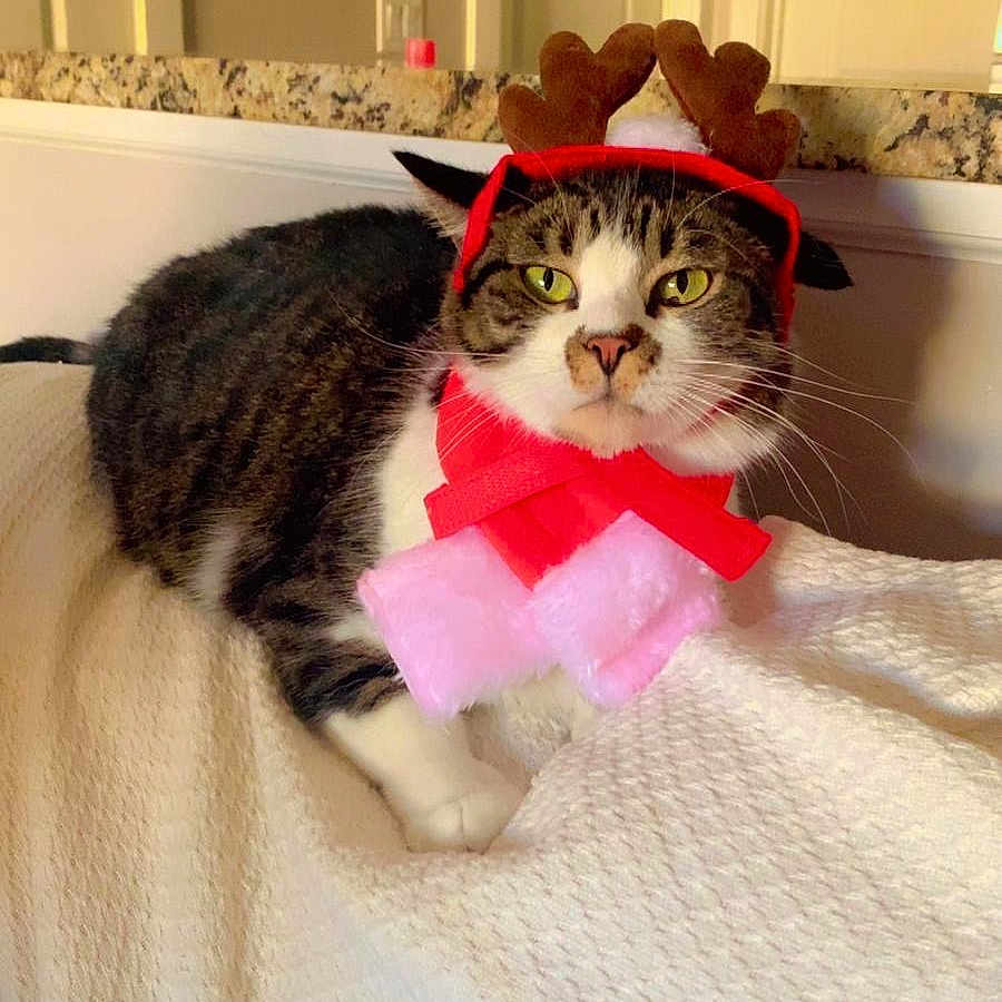 Broseph is registered to the contest to win money with this photo: animal, cat, christmas, cozy, cute, decorative, domestic_cat, ears, feline, fur, green_eyes, holiday_costume, indoor, pet, red_scarf, reindeer_antlers, resting, tabby, whiskers, white_blanket