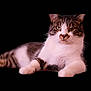 Broseph is registered to the contest to win money with this photo: cat, tabby, white_fur, relaxed, lying_down, pet, animal, feline, close_up, whiskers, paws, ears, indoor, portrait, fur_pattern, muzzle, calm, cute, domestic_cat, resting