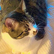 Broseph joined the competition — help win amazing prizes! cat, tabby, white_paws, feline, pet, animal, whiskers, ears, fur, indoor, blanket, texture, cozy, resting, side_view, alert, soft_light, shadow, closeup, mammal
