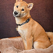 Aïko a rejoint le concours — aidez-le/la à gagner de superbes lots ! dog, tan, collar, pet_bed, plush, sitting, head_tilt, indoor, portrait, furry, cute, canine, vintage_suitcase, brown_background, fur, animal, cozy, looking, domestic_animal, studio