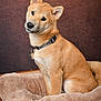 dog, tan, collar, pet_bed, plush, sitting, head_tilt, indoor, portrait, furry, cute, canine, vintage_suitcase, brown_background, fur, animal, cozy, looking, domestic_animal, studio