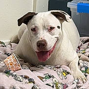 Dottie Moo is registered to the contest to win money with this photo: animal, blanket, canine, container, cup, cute, dog, domestic_animal, floor, friendly, indoor, patterned_blanket, paw_prints, pet, playful, relaxed, smiling_dog, storage_bin, tongue_out, white_dog