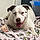 Dottie Moo