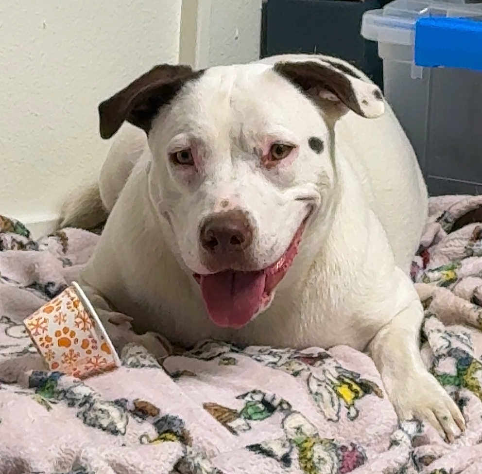 Dottie Moo
