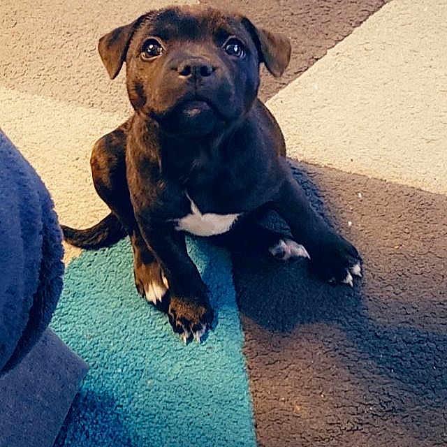 Talya participe au concours pour gagner de l'argent avec cette photo : adorable, animal, black_dog, canine, carpet, companion, cute, dog, floor, fur, home, indoor, looking_up, pet, playful, puppy, sitting, small_dog, white_markings, young_dog