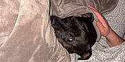 Talya participe au concours pour gagner de l'argent avec cette photo : dog, blanket, hand, couch, cozy, indoor, pet, snuggled, black_dog, fabric, comfort, relaxed, resting, texture, soft, warm, fur, animal, human_hand, home