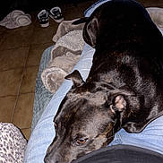 Talya participe au concours pour gagner de l'argent avec cette photo : dog, black_dog, resting, lap, person, jeans, black_shirt, living_room, figurines, shelves, gaming_console, shoes, floor, blanket, tile_floor, cozy, indoor, relaxing, pet, casual