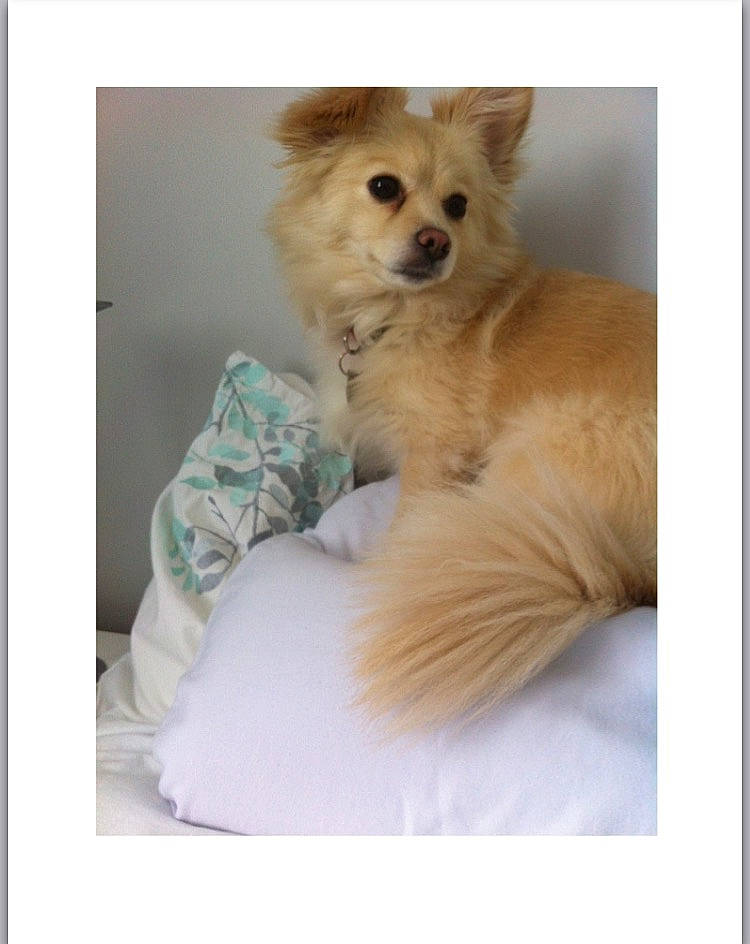 Bella joined the competition — help win amazing prizes! canidae, carnivore, comfort, companion_dog, dog, dog_breed, dog_supply, fawn, fur, german_spitz, liver, non_sporting_group, pet_supply, rectangle, snout, sporting_group, tail, terrestrial_animal, toy_dog, working_animal