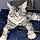 Athos