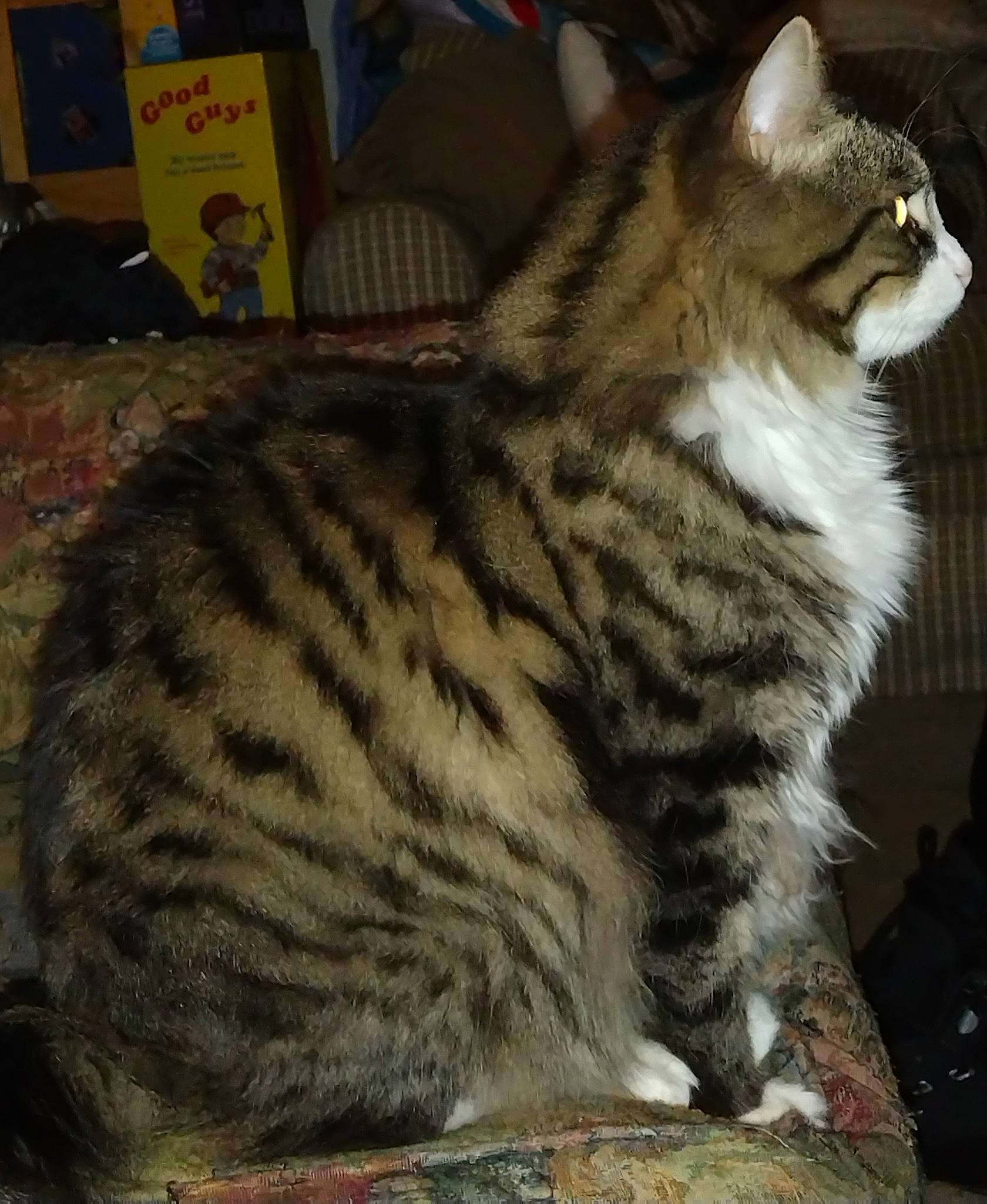 Stevie joined the competition — help win amazing prizes! carnivore, cat, claw, domestic_short_haired_cat, door, felidae, fur, paw, small_to_medium_sized_cats, snout, tail, terrestrial_animal, whiskers, wildlife