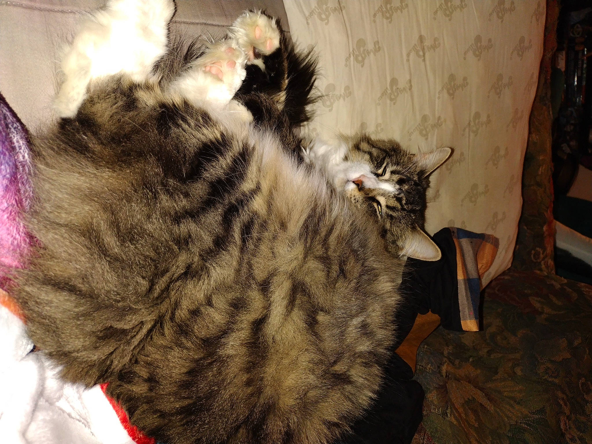 Stevie joined the competition — help win amazing prizes! carnivore, cat, claw, comfort, curtain, domestic_short_haired_cat, felidae, fur, paw, small_to_medium_sized_cats, snout, tail, whiskers