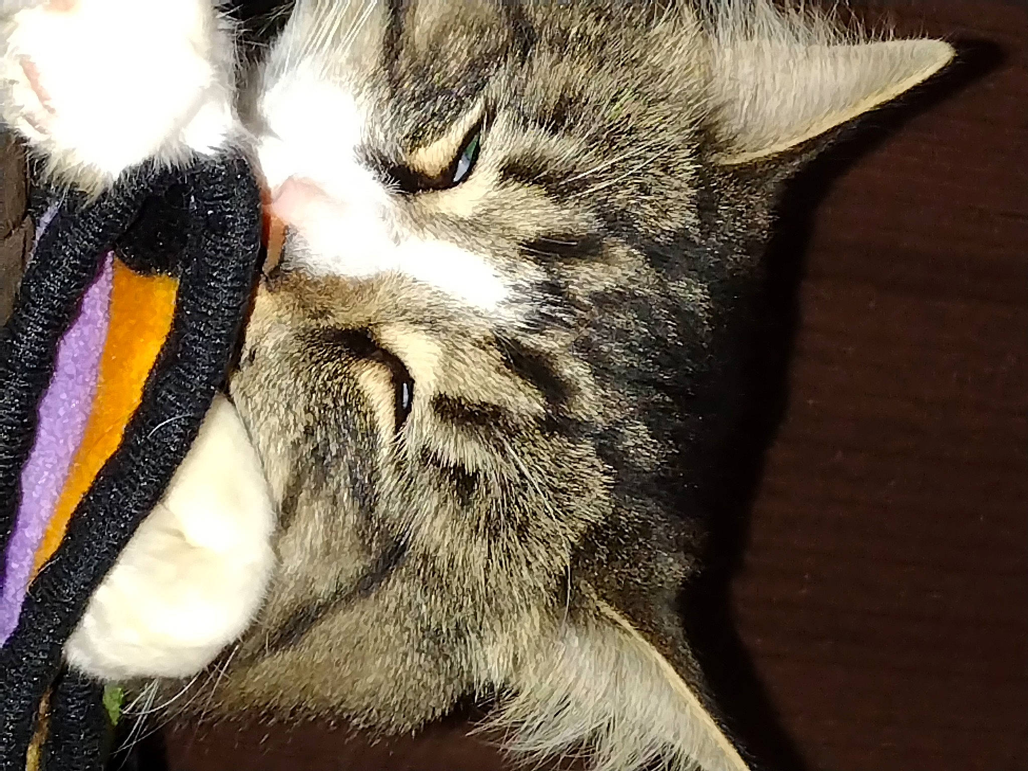 Stevie is registered to the contest to win money with this photo: carnivore, cat, claw, close_up, domestic_short_haired_cat, ear, eye, felidae, fur, head, human_body, iris, nap, paw, small_to_medium_sized_cats, snout, tail, terrestrial_animal, whiskers, wildlife