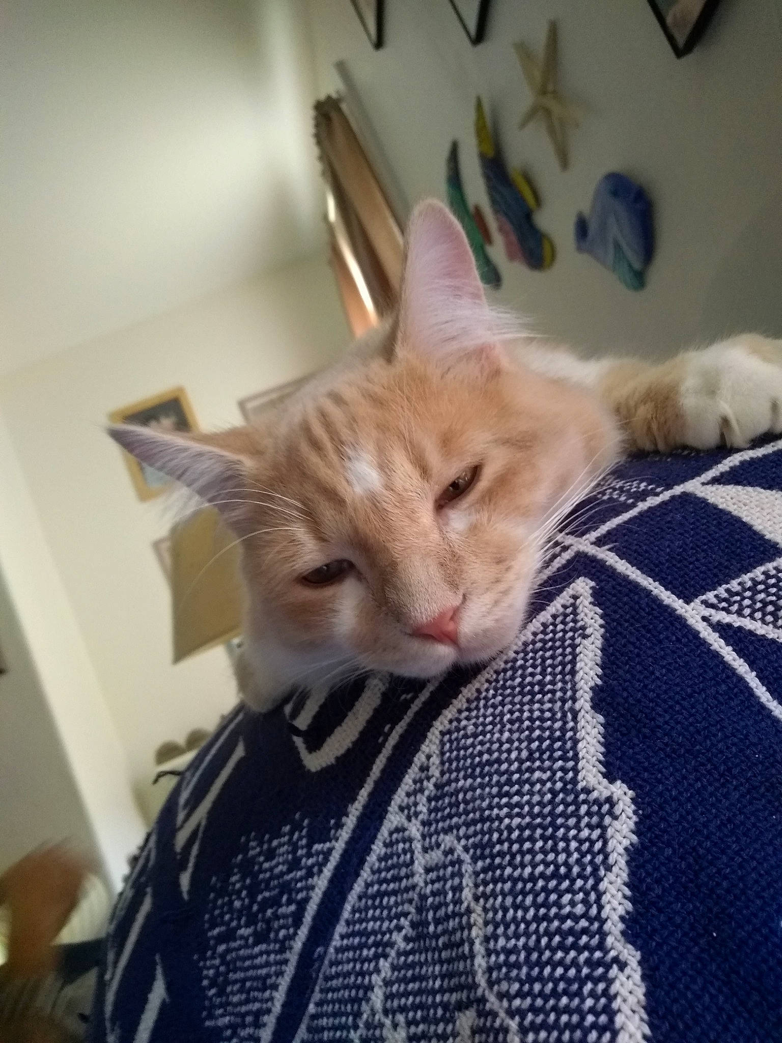 Reid joined the competition — help win amazing prizes! aegean_cat, american_shorthair, asian, carnivore, cat, domestic_short_haired_cat, european_shorthair, fawn, felidae, fur, kitten, ojos_azules, room, small_to_medium_sized_cats, tabby_cat, whiskers