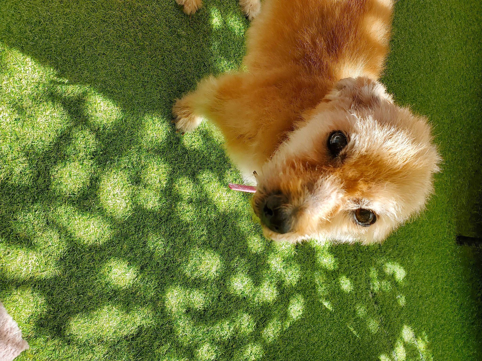 Belle participe au concours pour gagner de l'argent avec cette photo : carnivore, companion_dog, dog, dog_breed, fawn, felidae, flooring, fur, german_spitz_mittel, grass, groundcover, pattern, paw, spitz, tail, terrestrial_animal, toy, volpino_italiano, whiskers, working_animal