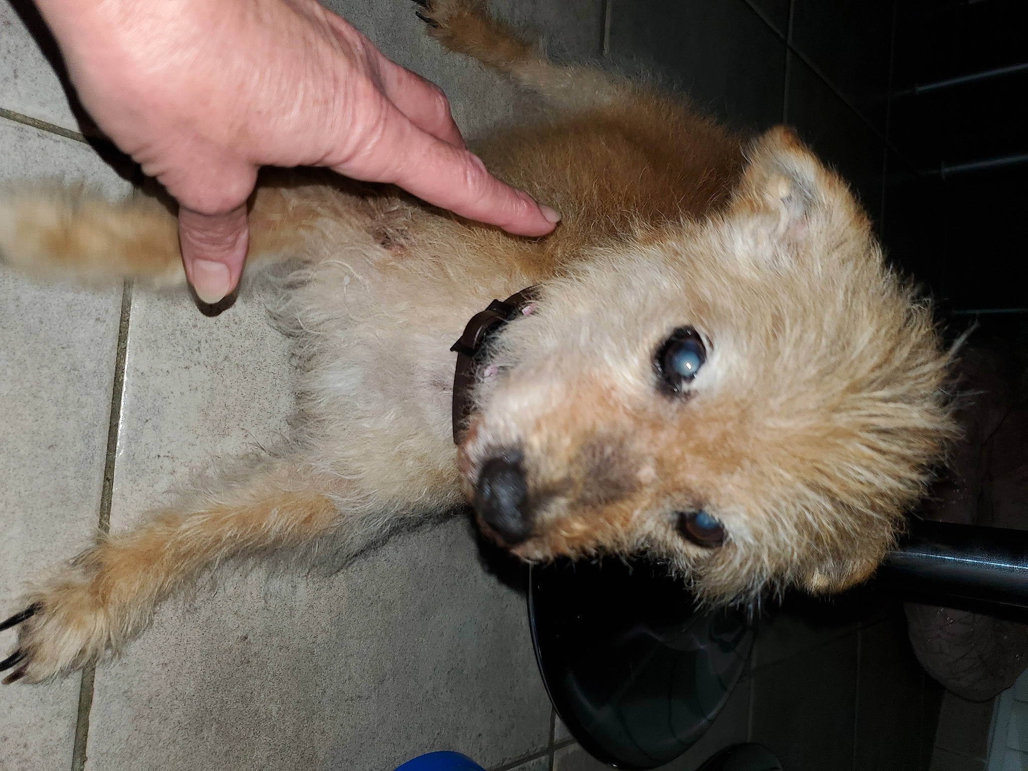 Belle participe au concours pour gagner de l'argent avec cette photo : canidae, carnivore, companion_dog, dog_breed, fur, sporting_group, terrestrial_animal, watch, whiskers, wrist