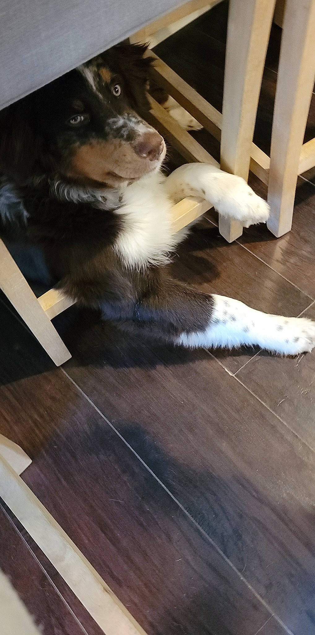 Wyatt joined the competition — help win amazing prizes! carnivore, comfort, companion_dog, dog, dog_breed, fawn, floor, flooring, hardwood, laminate_flooring, mammal, plank, snout, varnish, vertebrate, whiskers, wood, wood_flooring, wood_stain, working_animal