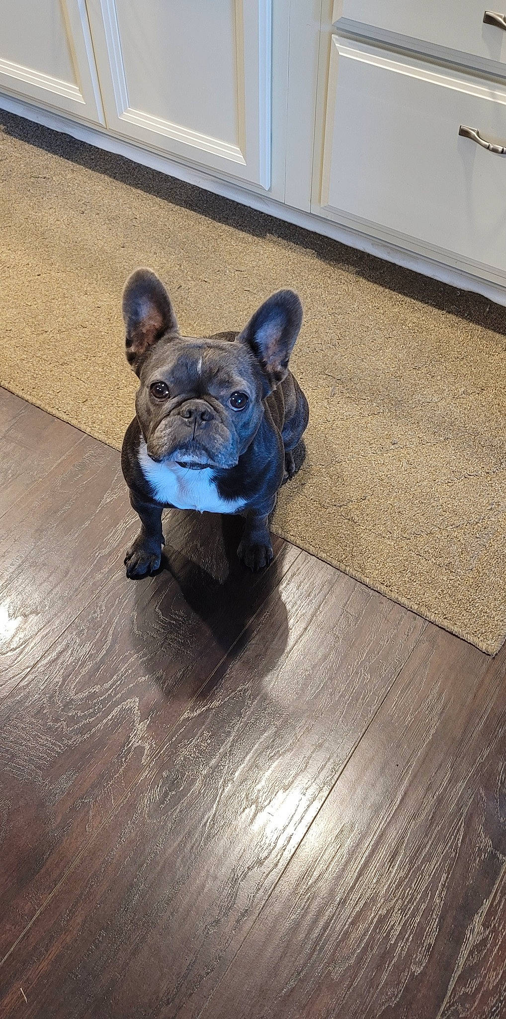 Gigi is registered to the contest to win money with this photo: art, bulldog, carnivore, companion_dog, dog, dog_breed, eye, fawn, felidae, floor, flooring, hardwood, laminate_flooring, sculpture, snout, terrestrial_animal, toy_dog, whiskers, wood, working_animal