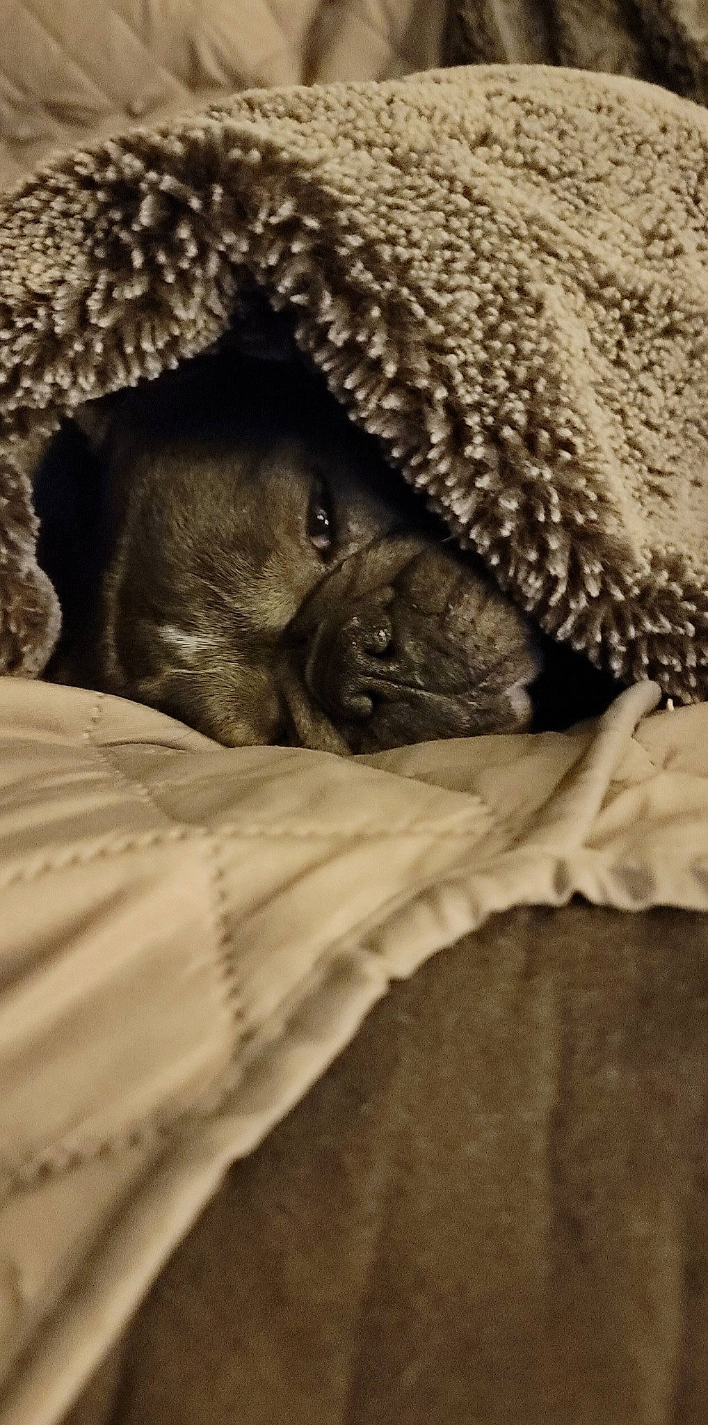 Gigi joined the competition — help win amazing prizes! canidae, carnivore, comfort, dog, dog_breed, fawn, felidae, fur, grey, linens, monochrome_photography, small_to_medium_sized_cats, snout, sporting_group, terrestrial_animal, whiskers, wildlife, wood, working_animal, wrinkle