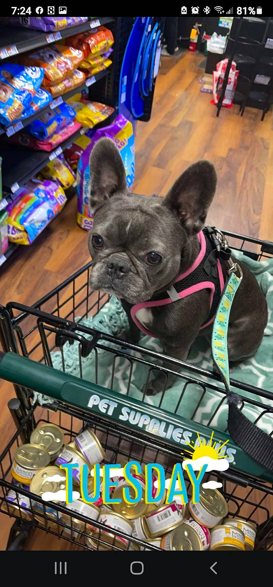 Gigi joined the competition — help win amazing prizes! canidae, carnivore, collar, companion_dog, dog, dog_breed, dog_supply, fawn, fur, mammal, non_sporting_group, pet_supply, publication, pug, shelf, snout, sporting_group, terrestrial_animal, toy_dog, working_animal