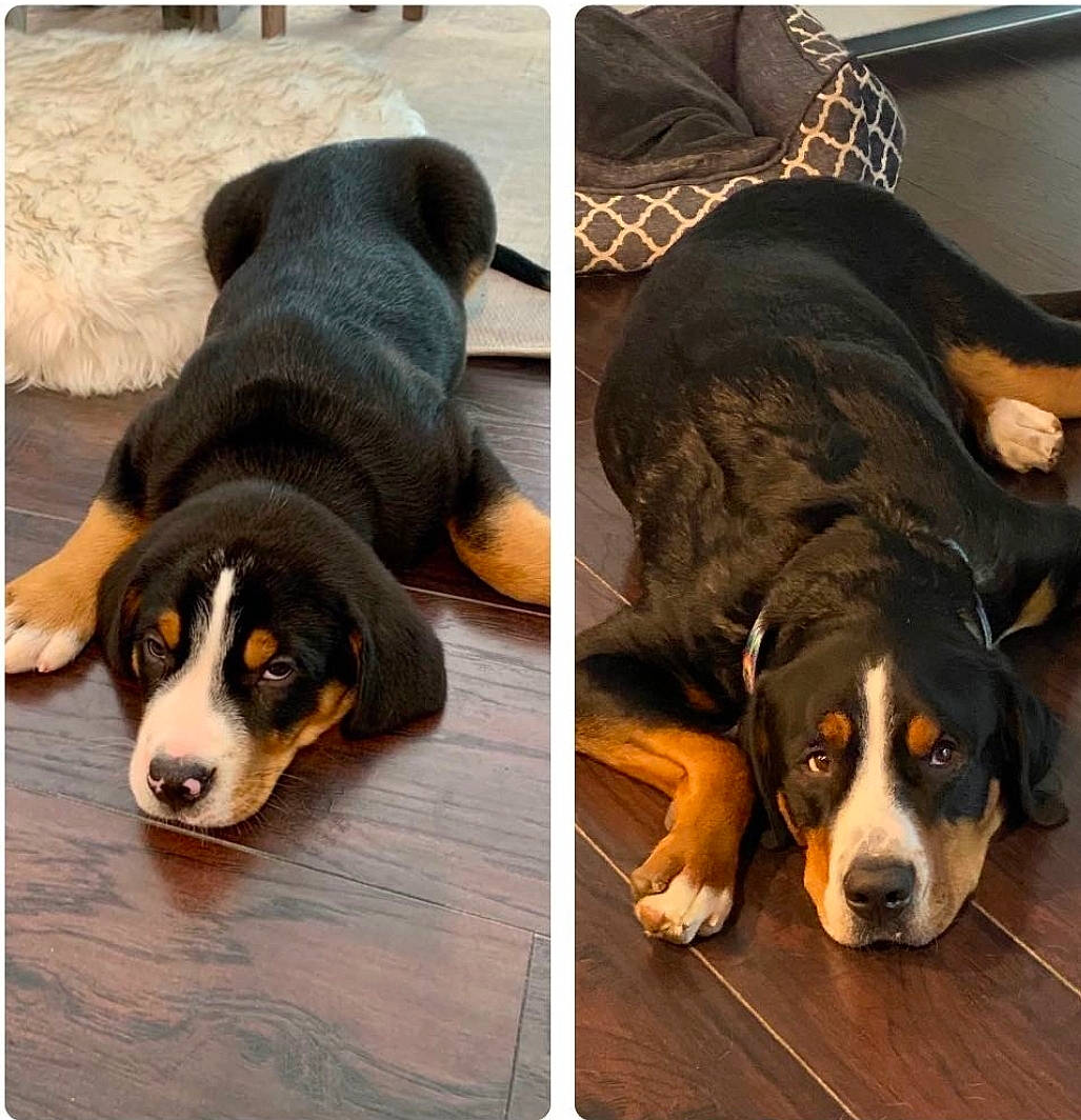 Omar joined the competition — help win amazing prizes! bored, canidae, carnivore, comfort, companion_dog, dog, dog_breed, dog_supply, fur, hound, mammal, pet_supply, rectangle, scent_hound, sharing, snout, sporting_group, vertebrate, working_animal, working_dog