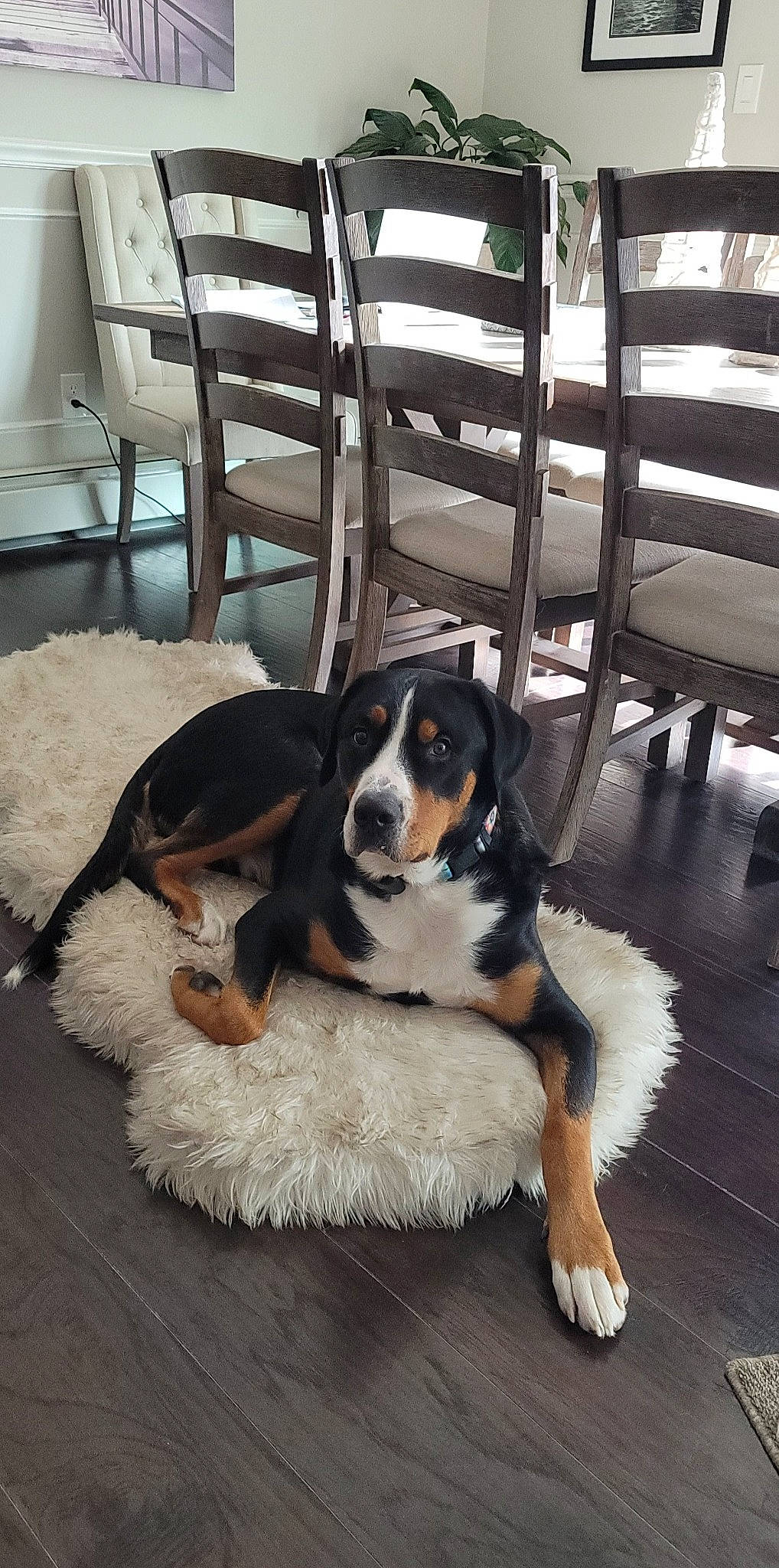 Omar joined the competition — help win amazing prizes! bernese_mountain_dog, canidae, carnivore, chair, companion_dog, dog, dog_breed, flooring, fur, hardwood, snout, sporting_group, terrestrial_animal, wood, working_animal, working_dog