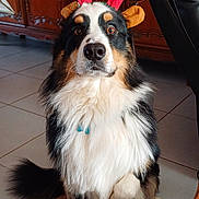 Urius a rejoint le concours — aidez-le/la à gagner de superbes lots ! accessories, animal, architecture, building, canine, collie, couch, cup, dog, furniture, hound, indoors, interiordesign, livingroom, pet, plant, pottedplant, puppy, room, strap