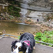 Urius a rejoint le concours — aidez-le/la à gagner de superbes lots ! animal, cliff, dog, greenery, happy, harness, landscape, leash, metal_grate, nature, outdoor, person, pond, resting, rock, rocks, scenery, tongue_out, water, waterfall