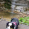 animal, cliff, dog, greenery, happy, harness, landscape, leash, metal_grate, nature, outdoor, person, pond, resting, rock, rocks, scenery, tongue_out, water, waterfall