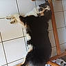 Urius a rejoint le concours — aidez-le/la à gagner de superbes lots ! animal, black_fur, canine, companion, cute, dog, floor, fur, home, indoors, looking_up, lying_down, paw, pet, relaxed, resting, tan_fur, tile_floor, white_fur, wooden_furniture