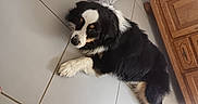 Urius participe au concours pour gagner de l'argent avec cette photo : animal, bed, black_and_white, companion, cozy, dog, domestic, floor, fur, furniture, household, indoor, laying_down, paws, pet, relaxed, resting, sandals, tile, wooden_cabinet