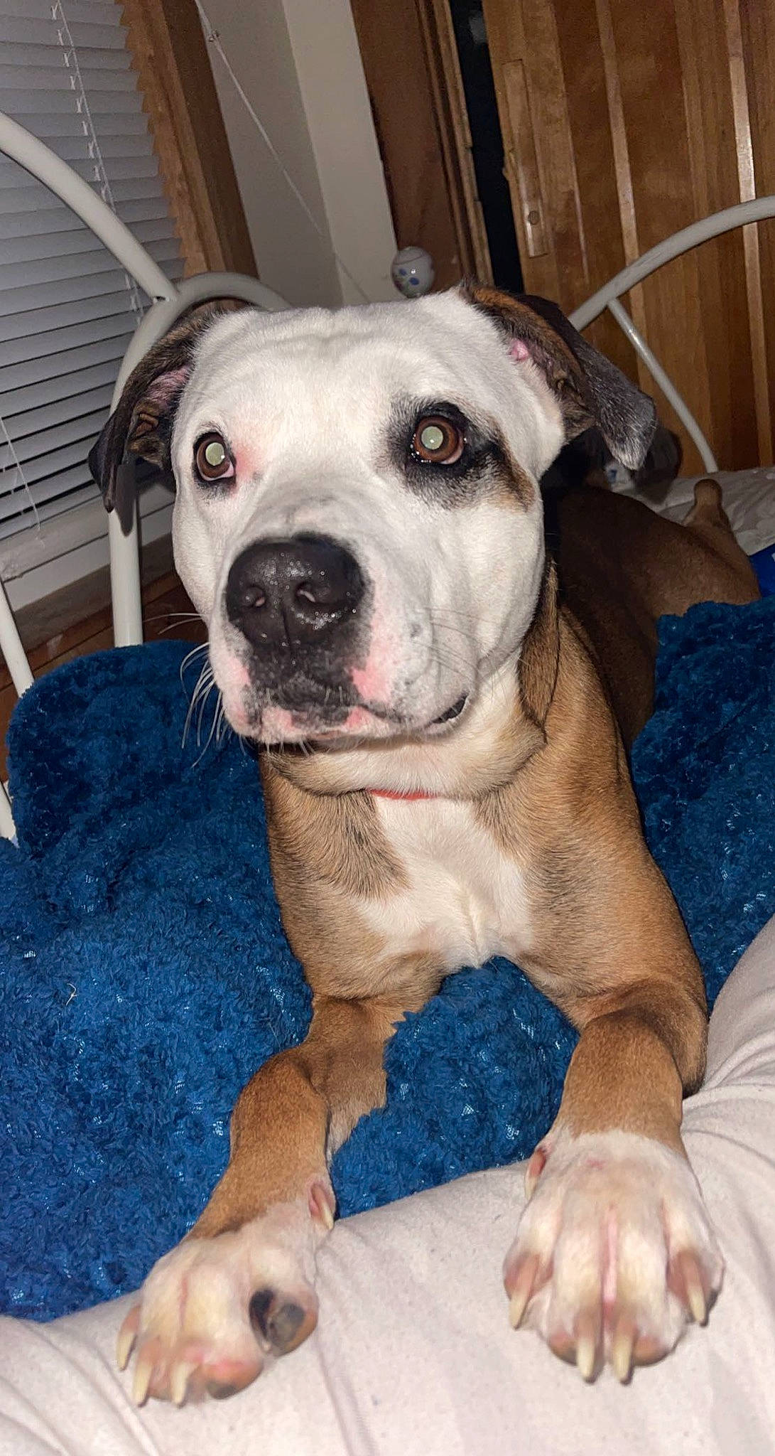 Dozer joined the competition — help win amazing prizes! canidae, carnivore, comfort, companion_dog, dog, dog_breed, eye, fawn, fur, guard_dog, head, molosser, non_sporting_group, snout, sporting_group, whiskers, working_animal, working_dog, wrinkle