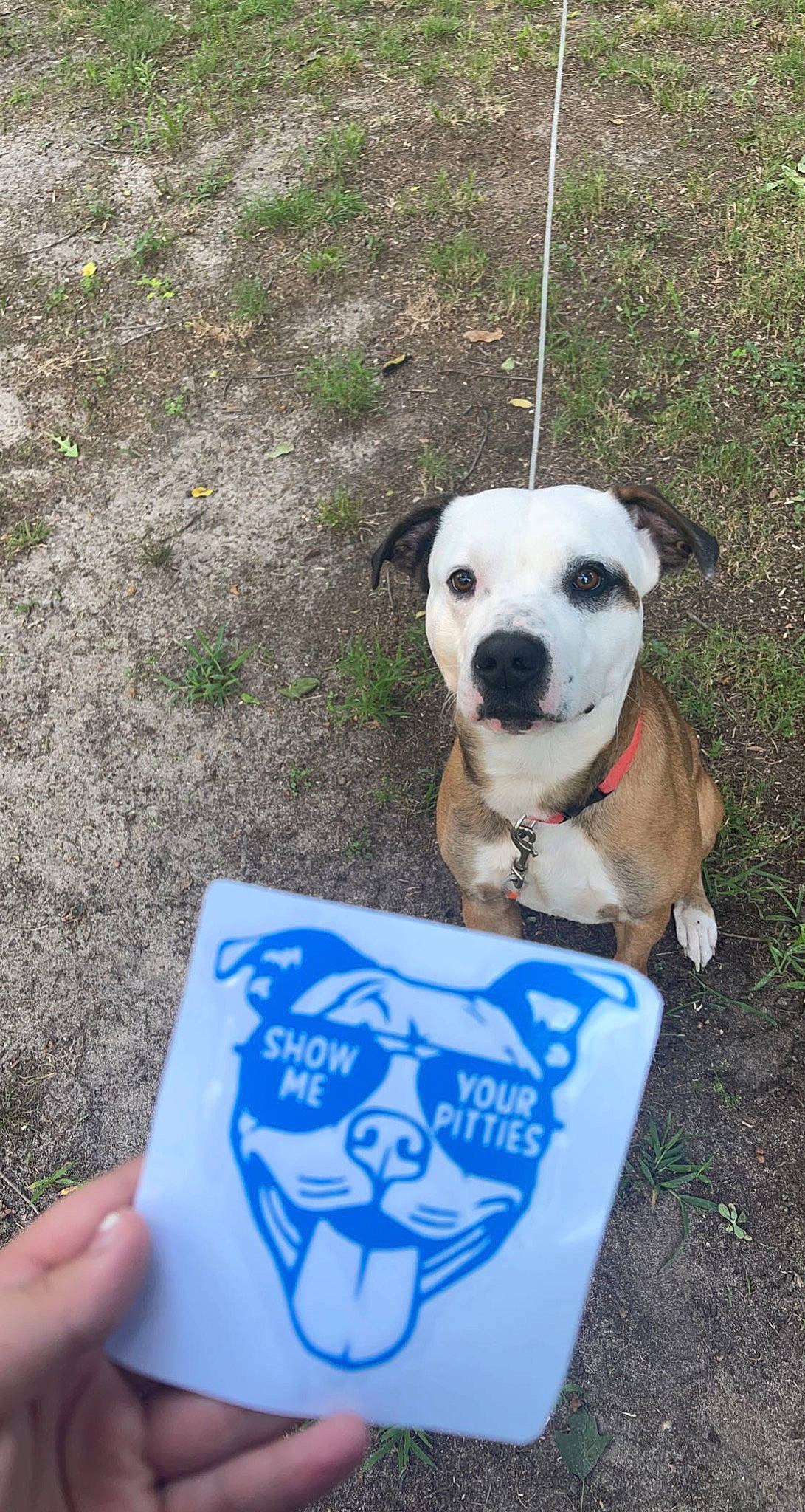 Dozer joined the competition — help win amazing prizes! canidae, carnivore, collar, companion_dog, cup, dog, dog_breed, dog_clothes, dog_collar, dog_supply, fawn, grass, mammal, pet_supply, plant, snout, sporting_group, tail, toy, working_animal