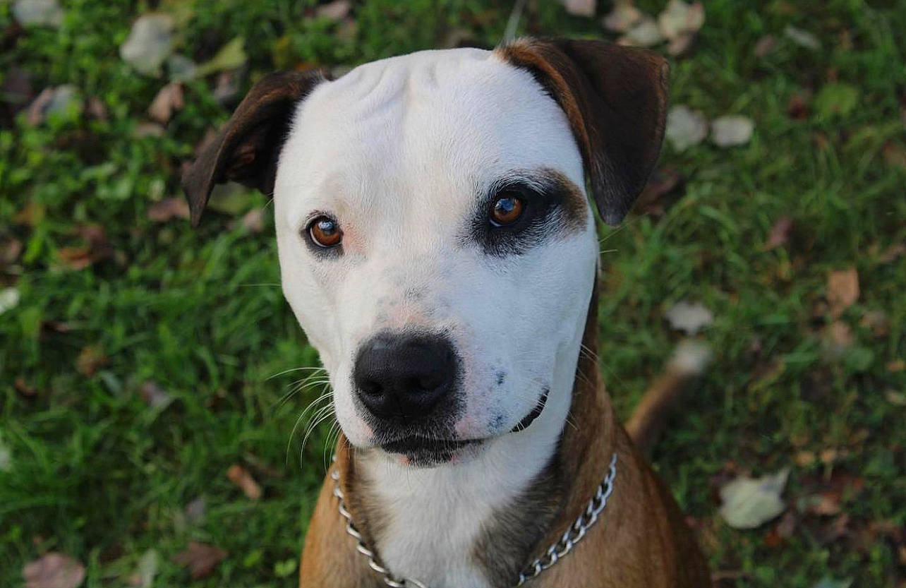 Dozer joined the competition — help win amazing prizes! ancient_dog_breeds, canidae, carnivore, collar, companion_dog, dog, dog_breed, dog_collar, fawn, grass, hunting_dog, non_sporting_group, plant, snout, sporting_group, terrestrial_animal, whiskers, working_animal, working_dog